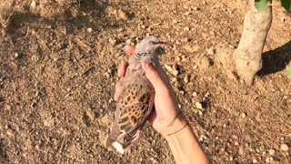 KKTC Fassa Avı 2024 WOOD PIGEON HUNTING IN CYPRUSΚΥΝΗΓΙ ΞΥΛΟΥ ΠΕΡΙΣΤΕΡΙΟΥ ΣΤΗΝ ΚΥΠΡΟ [upl. by Pain]