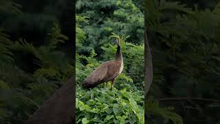 PeahenRoosting on the tree canopiesnaturenatureloversbirdsbirdbirdsoundsbirdsloverbirdlovers [upl. by Ydaf]