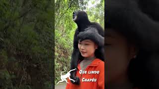 Macaco  Que Lindo Chapéu animaisfofos animaisengraçados animais macaco macacos [upl. by Silra]