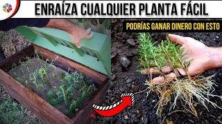 🌱 ENRAIZA CUALQUIER PLANTA por ESQUEJES podrías GANAR DINERO con éste SIMPLE INVENTO [upl. by Eamon]