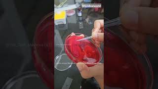 Coagulase test  Procedure  Microbiology shorts trending microbialworld [upl. by Tews]