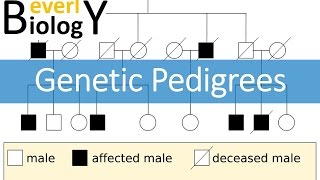 Genetic Pedigrees updated [upl. by Nedyrb]