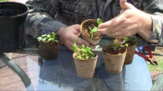 How to Deal with Spindly Seedlings [upl. by Assirram]