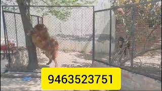 top quality Tibetan mastiff dog very very aggressive moodamritsar [upl. by Lotsirb620]