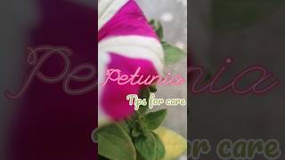 Petunia plant care plantcare plant [upl. by Hafinah]