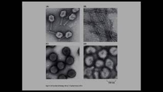 Cell amp Molecular BiologyVirusesandTransposonsCh9PartB [upl. by Mavis]