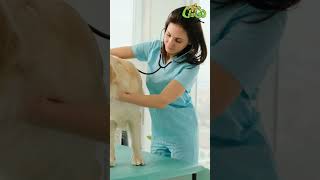 Best Tips to Take Care of Your Dogs Health in 2024 dogowners healthypetcare cleanup petcare [upl. by Alexi131]