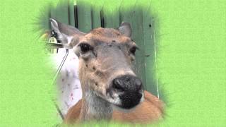 Wild Deer Teaches Meditation  a relaxing Tratak gazing Meditation [upl. by Milicent]