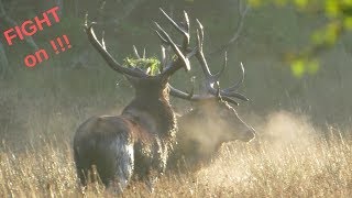 Big Red Stags Fighting During The Rut [upl. by Salokkin]