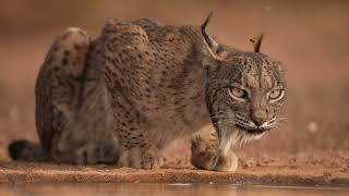 Iberian lynx [upl. by Ira496]