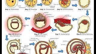 Gastrulation  Embryology [upl. by Ayoted]