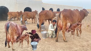 Choudhary Sahiwal Cattle and Dairy Farm 32600 Kg Milk Record [upl. by Gnolb]