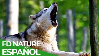 Fuerzas Especiales Animales  Los Especialistas  Free Documentary Nature  Español [upl. by Charbonneau250]