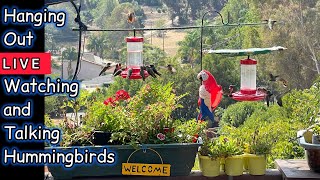 Live 1000’s of Hummingbirds out Kitchen Window Robbie and Gary Gardening Easy is live [upl. by Lletniuq]