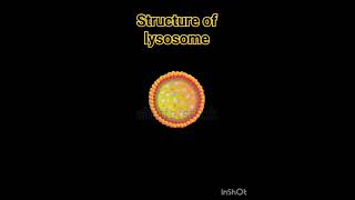 Structure of lysosome lysosomes structure  Lysosome Structure And Functions  Class 11 Biology [upl. by Dazraf]