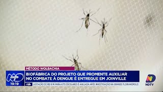 Método Wolbachia chega a Joinville para combate eficaz contra a dengue [upl. by Aicemat]