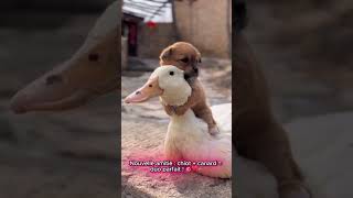 Amitié Inattendue  Chiot et Canard le Duo Trop Mignon  🐶❤️🦆 [upl. by Shuma]