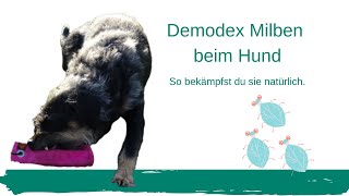 Demodex Milben beim Hund [upl. by Olli773]