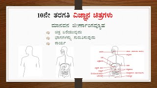 ಮಾನವನ ಜೀರ್ಣಾಂಗವ್ಯೂಹ ಚಿತ್ರಭಾಗಗಳು ಮತ್ತು ಕಾರ್ಯ  Human Alimentary Canal Diagram  Labelling amp Function [upl. by Loferski510]