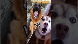 Wait for end🤣 German Shepherd vs Huskies🤣🐕shorts dog doglover dogs husky huskydog [upl. by Haraz]