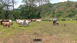 Beneficio del manejo y rotación de potreros Pastoreo Racional Voisin PRV [upl. by Lobiv]