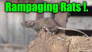 Epic ratting action [upl. by Addy]