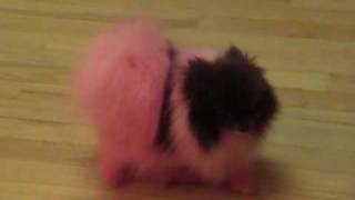 Boo the Pink Pomeranian [upl. by Alioz]