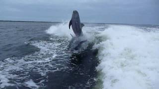 Dolphin Collision In MidAir [upl. by Marlene]