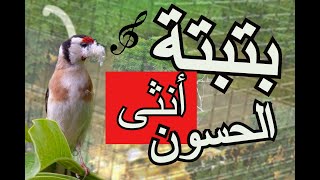 بتبتة أنثى الحسون إختبر طيورك batbata goldfinch hason maknin 2020 [upl. by Uphemia]