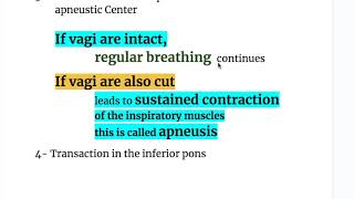 NEURAL TRANSECTIONS of the RESPIRATORY CENTER [upl. by Lucias375]