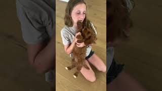 Cavapoo Puppies at 9 Weeks [upl. by Ardith]