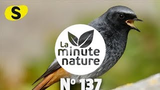 CHANTS DOISEAUX LEÇON 4 No 137 [upl. by Krein822]