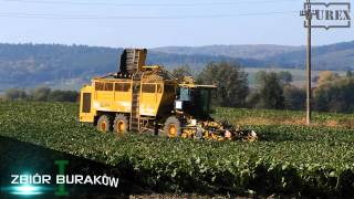 WUREX ZAMOŚĆ zbiór buraków cukrowych Cukrownia Ropczyce [upl. by Nauqe]