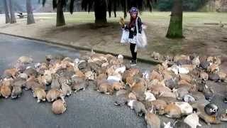 Its Always Bunny Rush Hour on This Japanese Island [upl. by Ylebmik]