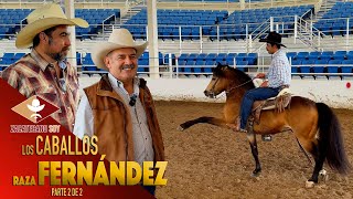 VICENTE FERNÁNDEZ HIZO CON SUS MANOS esta raza de caballos finos [upl. by Davide276]