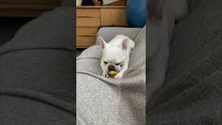 最後はやっぱりｗ フレブル一人遊びもうまいんです！In the end as expected 😄 The Frenchie is good at playing alone [upl. by Ihcehcu]