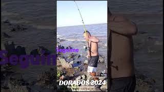 Pesca de Dorado 2024 Rio Parana [upl. by Goldman182]