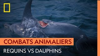 Les conflits entre dauphins et requins [upl. by Llednohs]