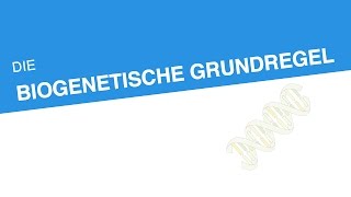 DIE BIOGENETISCHE GRUNDREGEL  Biologie  Genetik und Entwicklungsbiologie [upl. by Sergias]