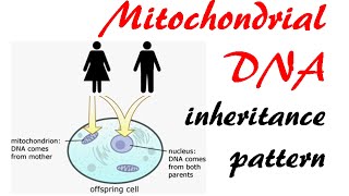 Mitochondrial DNA inheritance pattern [upl. by Asert351]