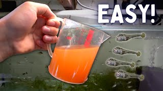 How to Hatch Brine Shrimp Eggs the Easiest Way [upl. by Sigsmond]