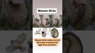 The Fascinating Weaver Bird An Insight into its Incredible NestBuilding Skills [upl. by Halyahs]