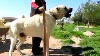 Turkish Dog Kangal  90 cm x 90 kg [upl. by Farrar]