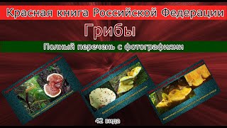 Красная книга Российской Федерации Грибы Полный перечень с фотографиями [upl. by Noah]