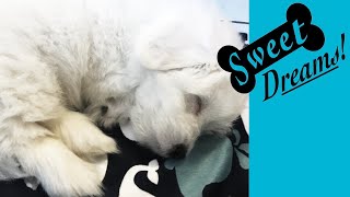 Dog Barking Soothe Your Pet Now with Calming White Noise  Dog Sleep Sounds 10 Hours [upl. by Scibert81]