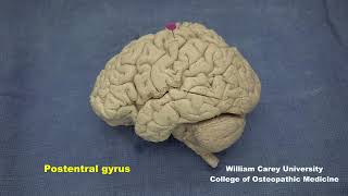 The human brain from lateral view neuroanatomy cortex forebrain brainhemispheres [upl. by Idihsar956]