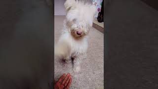 Greedy Sheep type dog germanshepherd doglover ytshorts dogowner pets pomeranianpuppy [upl. by Ema]