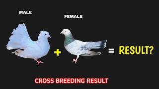 Pigeon cross breeding results [upl. by Collins825]