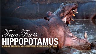 True Facts Hippopotamus [upl. by Ahsinauj77]