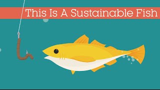 This Is A Sustainable Fish [upl. by Ellerred638]